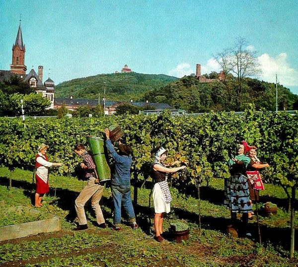 Weinlese im Gräflich von Berckheim’schen Schlossgarten in den 1960er Jahren.